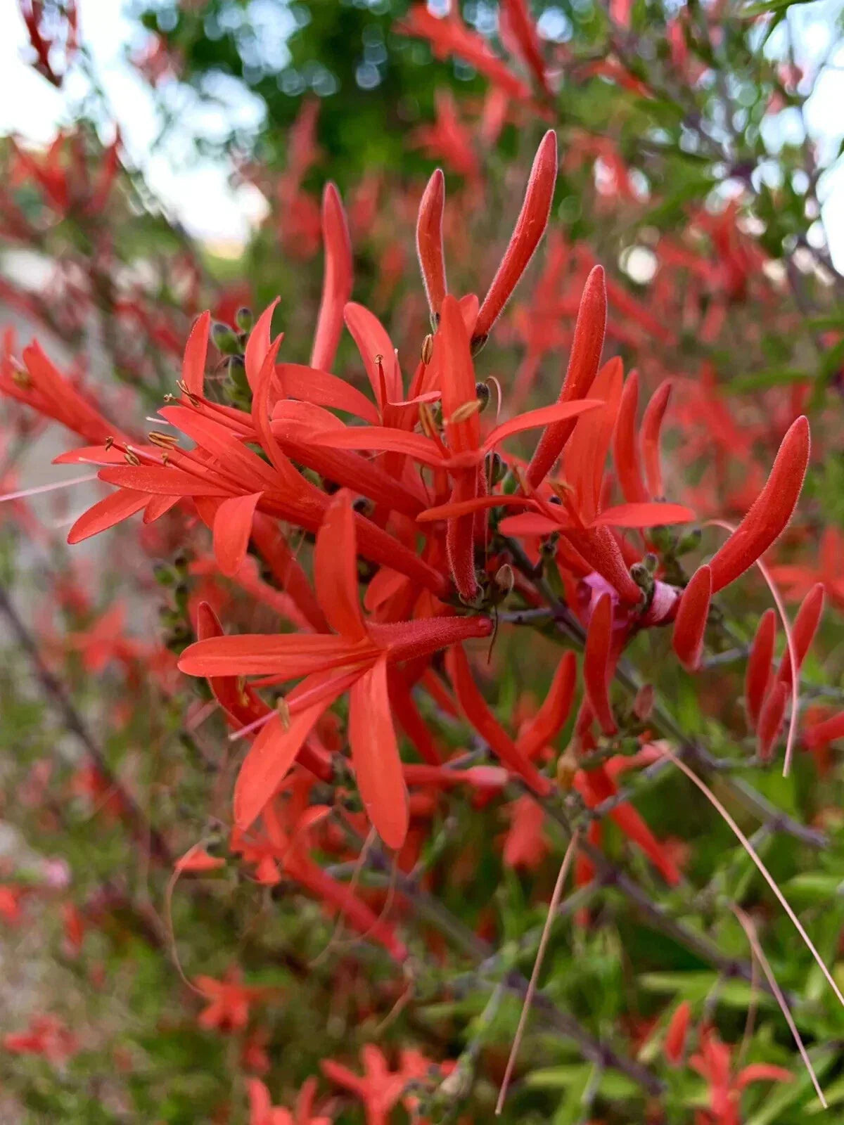 Flame Acanthus Seeds - 20 Count - Anisacanthus Quadrifidus Wrightii - USA Grown 2024