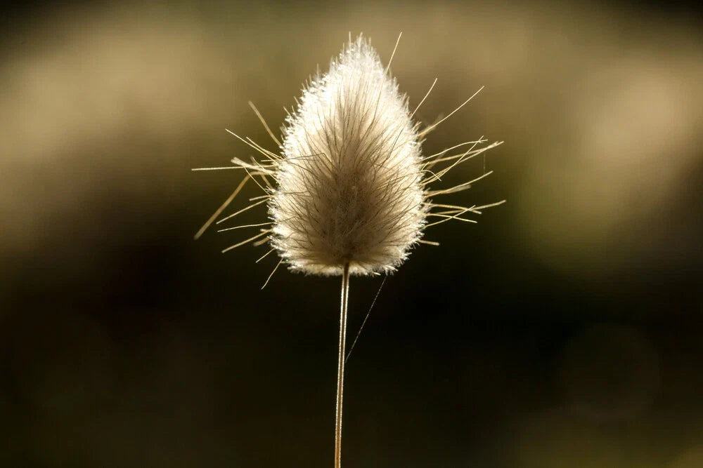 Bunny Tails Grass Seeds 25 Pcs, Ornamental Lagurus Ovatus for Dried Flowers & Crafts, Clumping, Full Sun