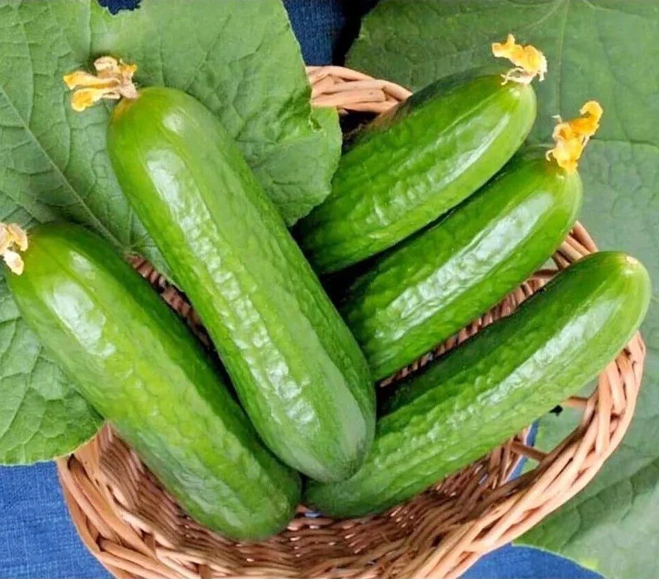Muncher Cucumber Seeds - 25+ Organic Heirloom Non-GMO Cucumis sativus