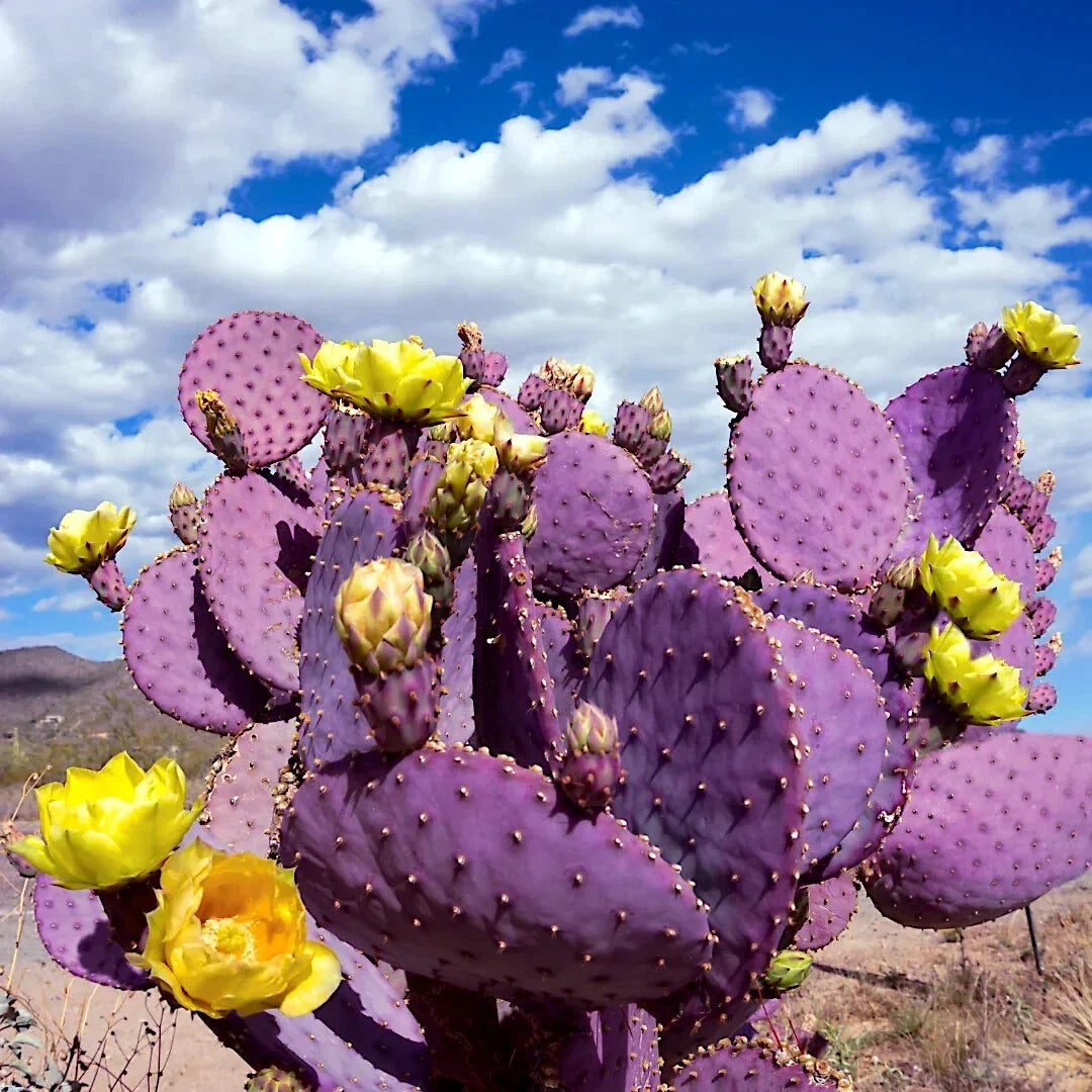 Purple Cactus Seeds - Opuntia Santa Rita Prickly Pear Fruit, Rare, Fast-Growing, Drought-Tolerant, Clumping, Indoor & Garden Plant