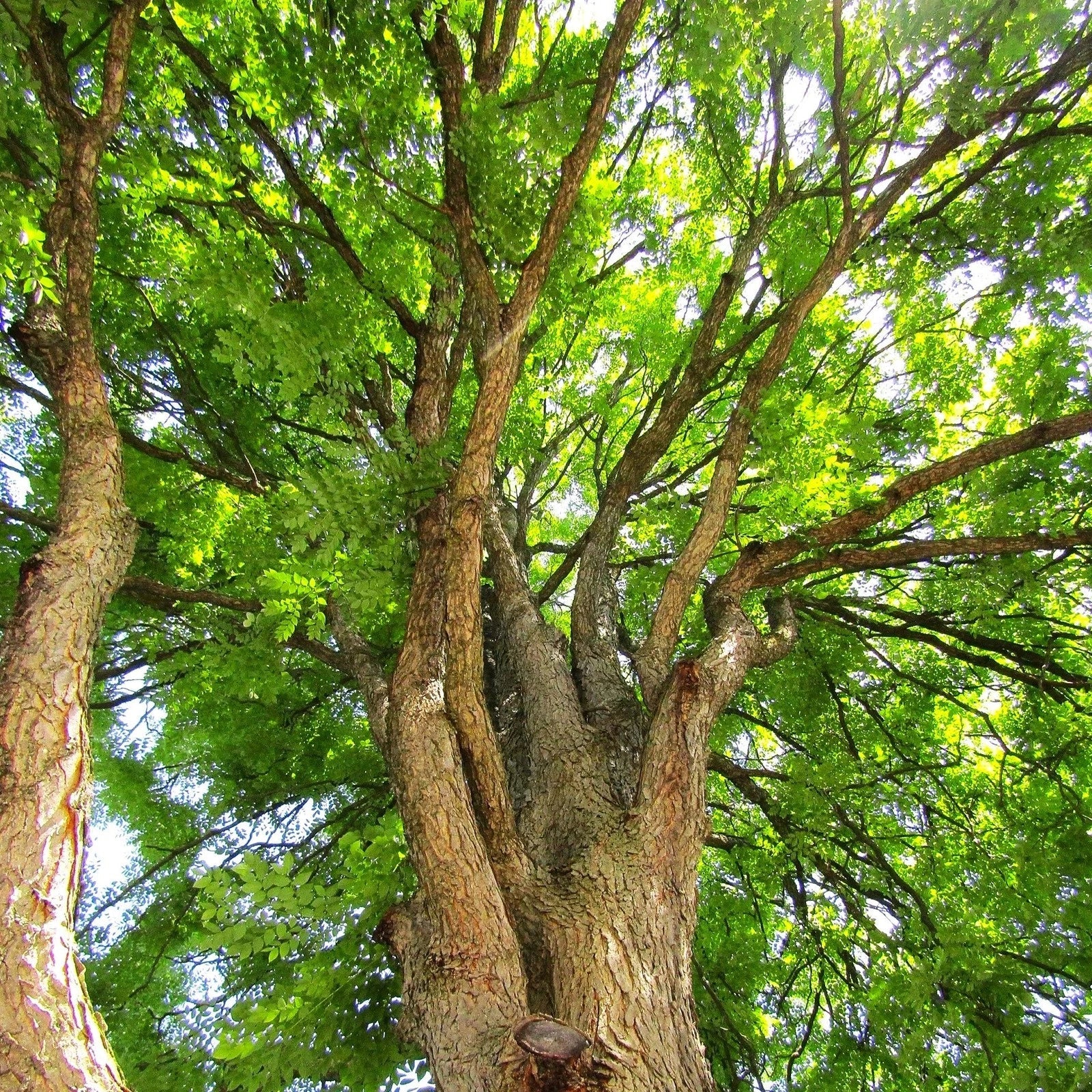 Kentucky Coffee Tree Seeds - Gymnocladus dioicus - Native Landscaping Seeds for Garden and Tree Planting