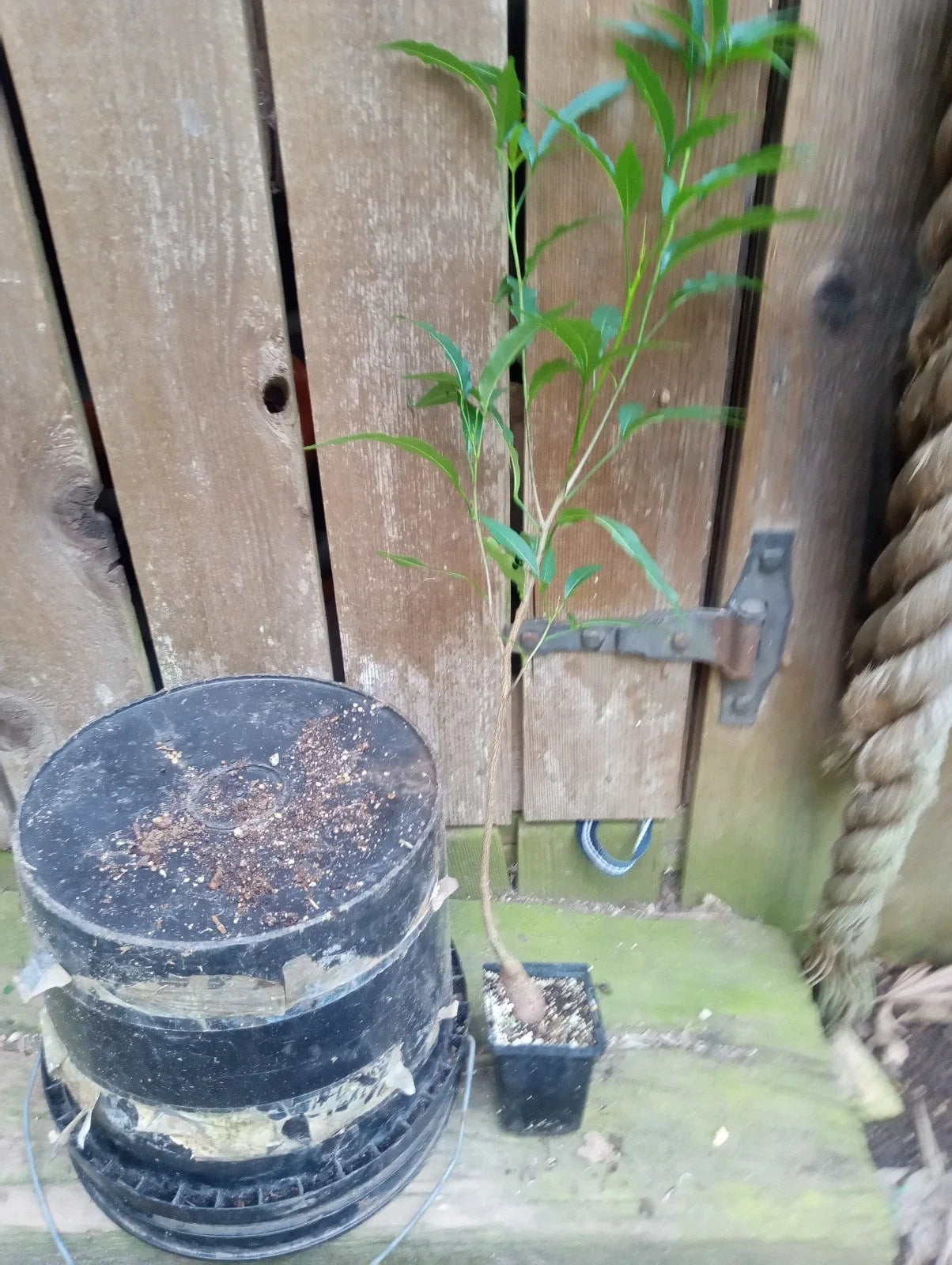 Baobab Tree in 4-Inch Pot | Fully Rooted Adansonia grandidieri | Indoor & Outdoor Drought Tolerant Plant