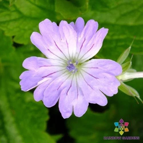 Hexham Lace Geranium Seeds – 25+ Pack Pelargonium 'Hexham Lace' for Garden, Container, Hanging Basket, Easy to Grow