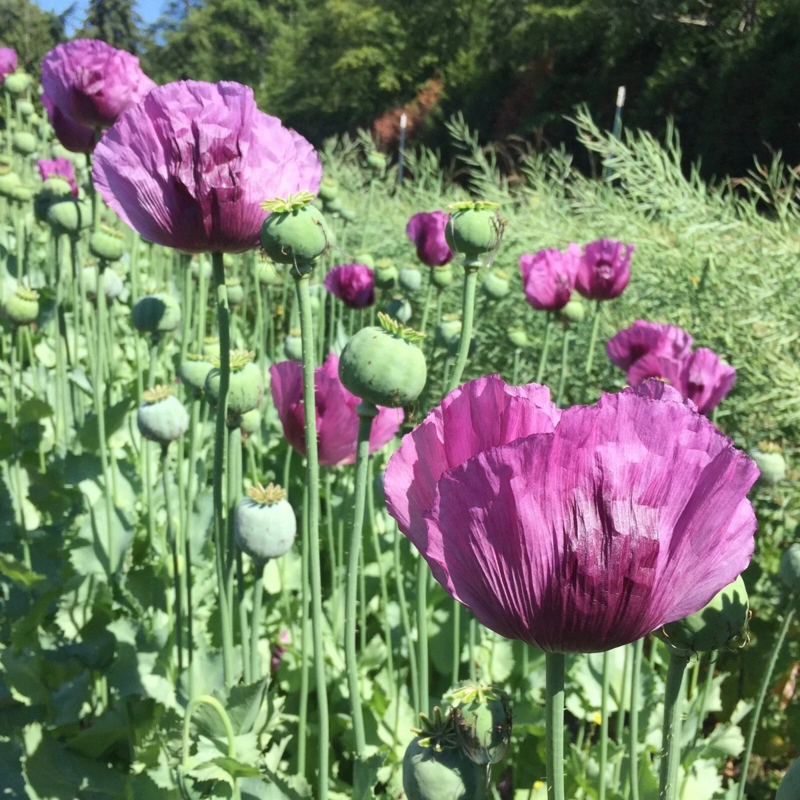 Hungarian Breadseed Poppy Seeds - 200+ Pack - Papaver somniferum - Garden Planting, Vibrant Blooms, Attracts Pollinators