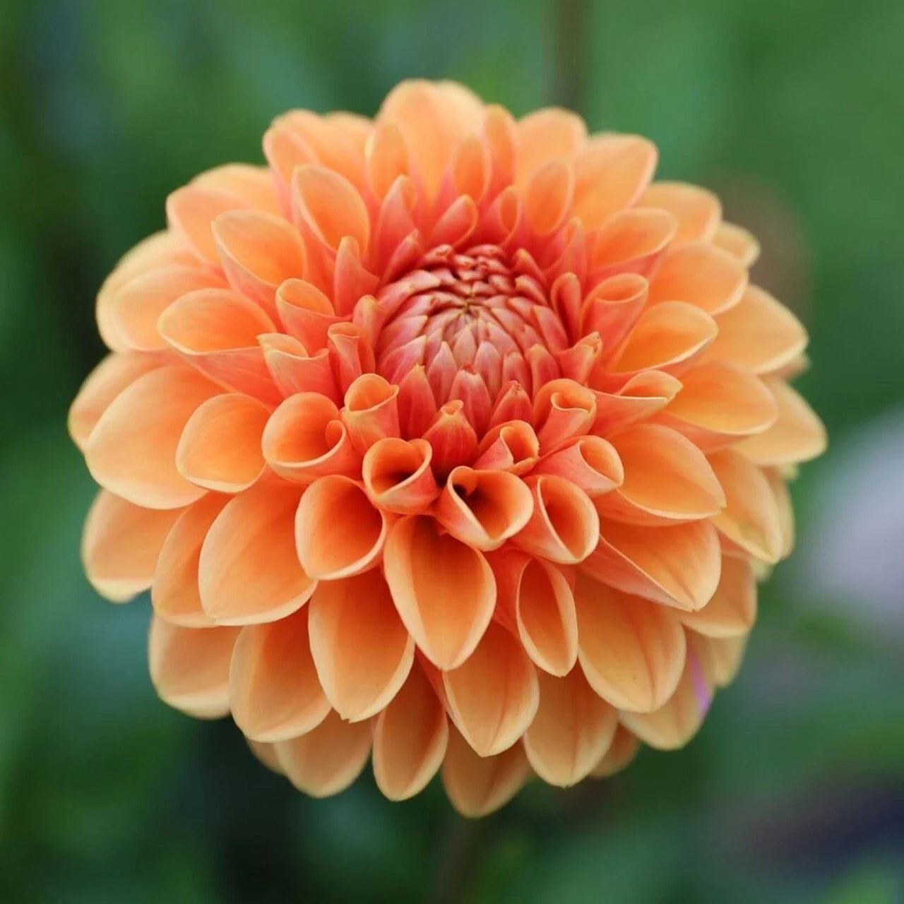 Maam Dahlia Seeds - Perennial Flowering Bulbs - Vibrant Multi-Color Blooms - Dahlia pinnata - Garden, Border, Container Plant