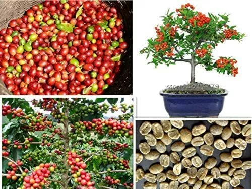 Arabica Coffee Bonsai Tree Seeds - 5 Pack, Indoor Exotic Plant, Coffea arabica, Compact Bushy Growth