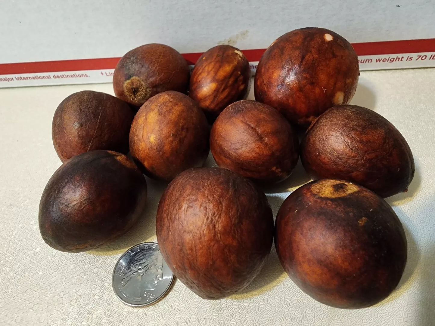 Avocado Seeds Pack – Persea americana – Grow Your Own Fruit Tree from 10 Seeds for Home Garden and Landscaping