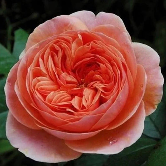 Chippendale Rose Cuttings - 3 Rooting or Grafting Pieces - Rosa 'Chippendale' - Rare, Fragrant, Easy to Grow