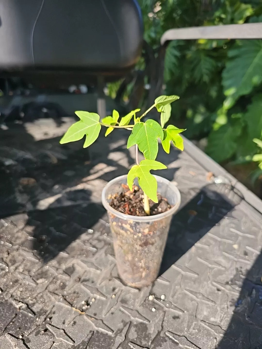 Live Organic Papaya Tree Plant - Fast-Growing Carica papaya for Food Forests and Gardens