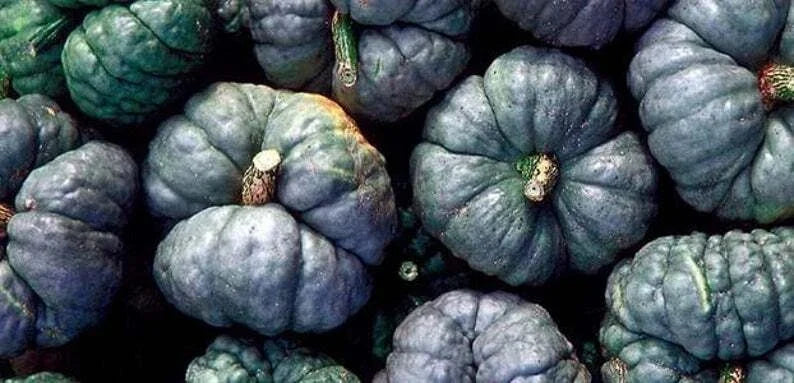Triamble Winter Squash Seeds - Heirloom Cucurbita maxima, Vining, Tri-colored, for Autumn Baking & Roasting