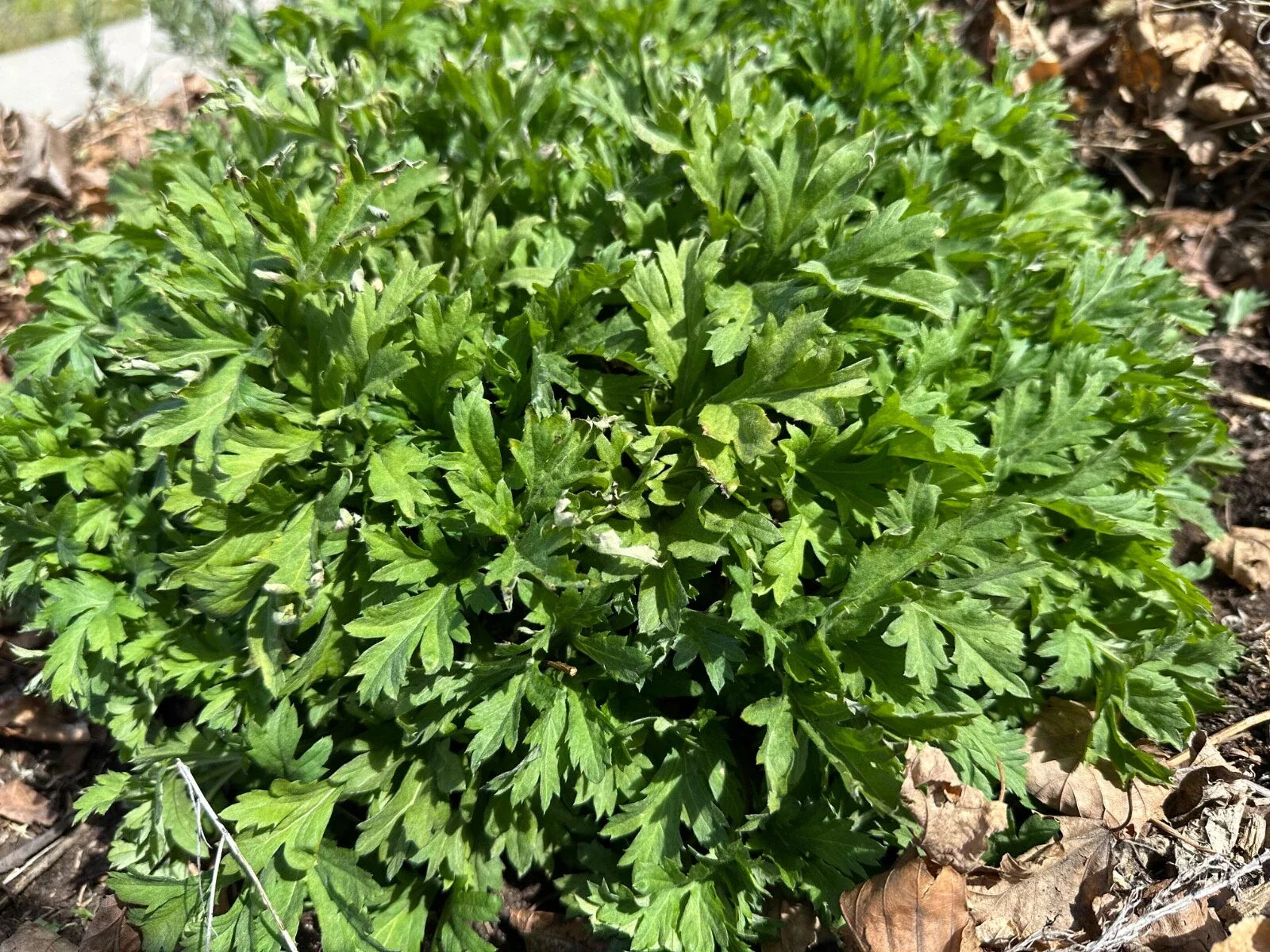 Mugwort Live Bareroot Plant - Medicinal Herb Artemisia vulgaris, Drought Tolerant, Perennial, Full Sun