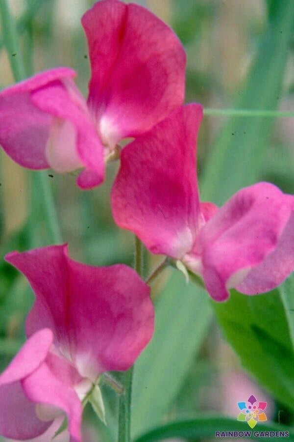 Prince Edward of York Sweet Pea Seeds - 50+ Pack, Fragrant Climbing Vine, Lathyrus odoratus, Heirloom, USA