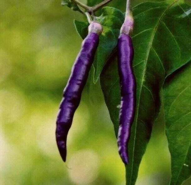 Purple Cayenne Pepper Seeds - 30+ Non-GMO Capsicum annuum for Hot & Spicy Culinary Use