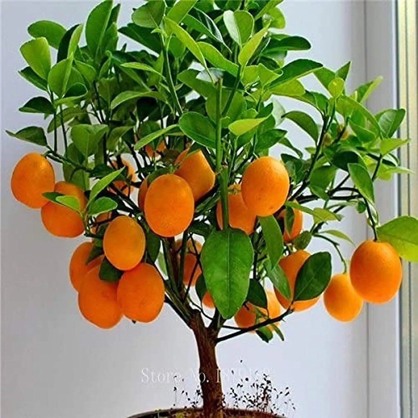 Bonsai Orange Tree Seeds - Fruit Bearing Citrus reticulata - Compact Indoor/Outdoor Plant - 40 Pack
