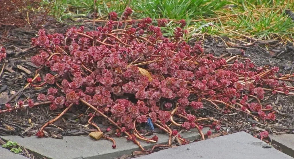 Red Carpet Sedum Live Plant Starter Clump Ground Cover Succulent Sedum spurium Evergreen Drought-Tolerant