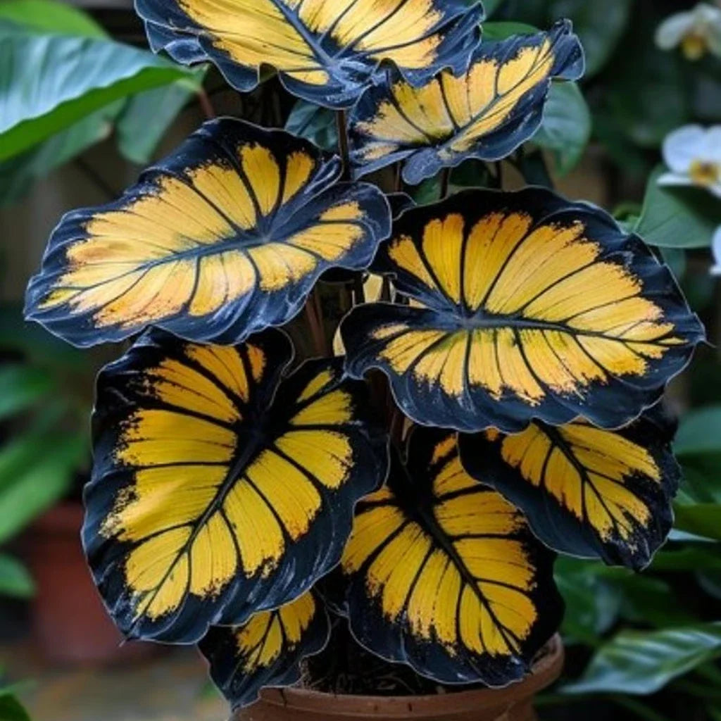 Sunburst Calathea Seeds - 25+ Pack for Indoor & Outdoor Gardening - Calathea 'Sunburst' Planting Material