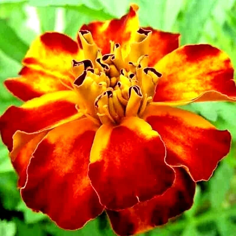 French Marigold Seeds - Spring Mix - Insect Repellent Flower - Tagetes patula - 30 Seeds for Bees & Pollinators