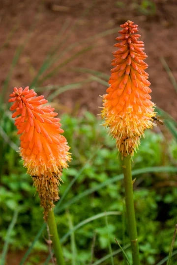 Red Hot Poker Plant Bareroots - Kniphofia uvaria - 6 Pack Vibrant Perennial Flowers for Garden