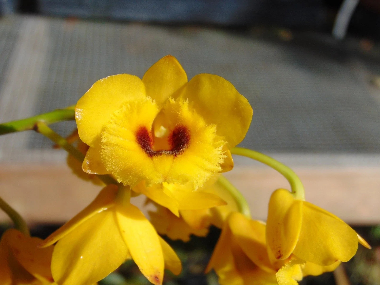 Dendrobium chrysotoxum v. suavissimum Bare Root Orchid Plant with Large Blooms, Fragrant, Epiphytic, Indoor/Outdoor