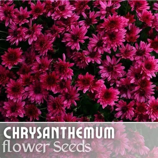Raspberry Twilight Mum Seeds - 200+ Chrysanthemum morifolium Flower Seeds for Fall Garden, Borders & Containers