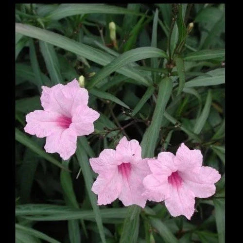 Pink Mexican Petunia Live Plants - 5 Plugs, 5-7" Tall - Ruellia Simplex for Sunny Gardens