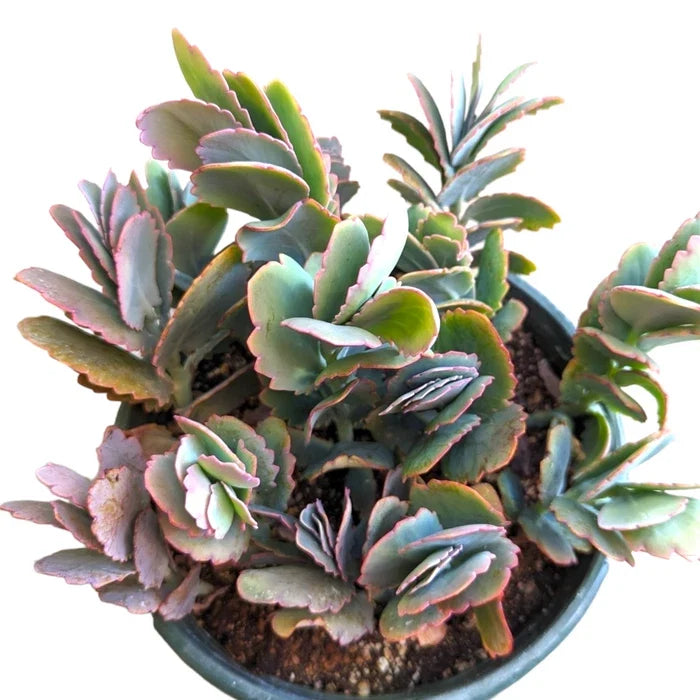 Kalanchoe Fedtschenkoi 'Majestic Scallops' Live Plant - Bare Roots Succulent for Indoor Outdoor Decor
