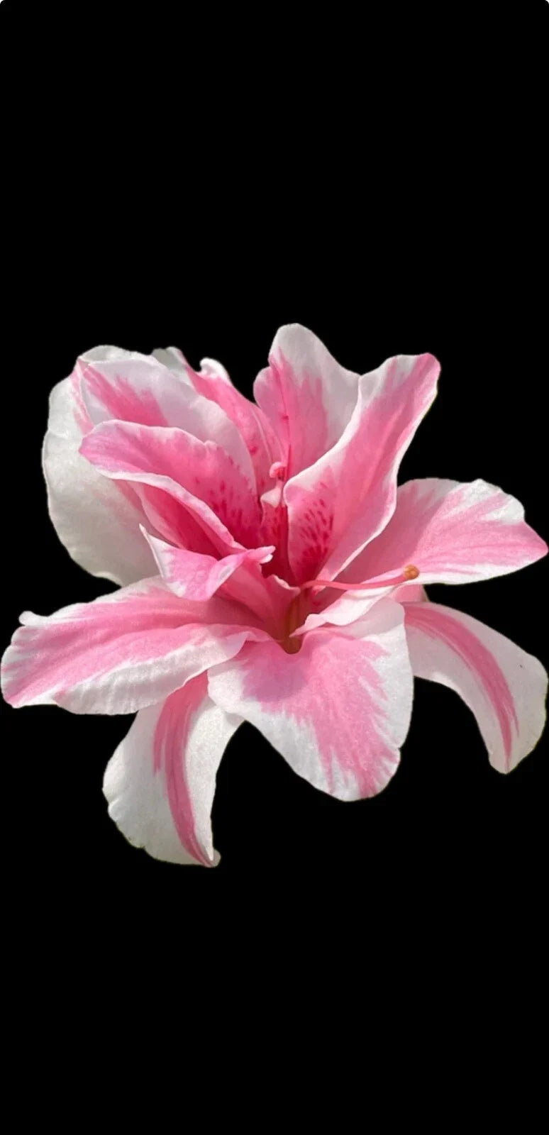Azalea Starter Plant - Sugar and Spice Rhododendron - Bi-colored Pink and White Blooms - Garden, Border, Container Plant