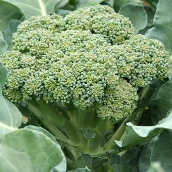 Calabrese Broccoli Seeds - 1000+ Premium Green Sprouting Brassica oleracea - Ideal for 2025 Planting