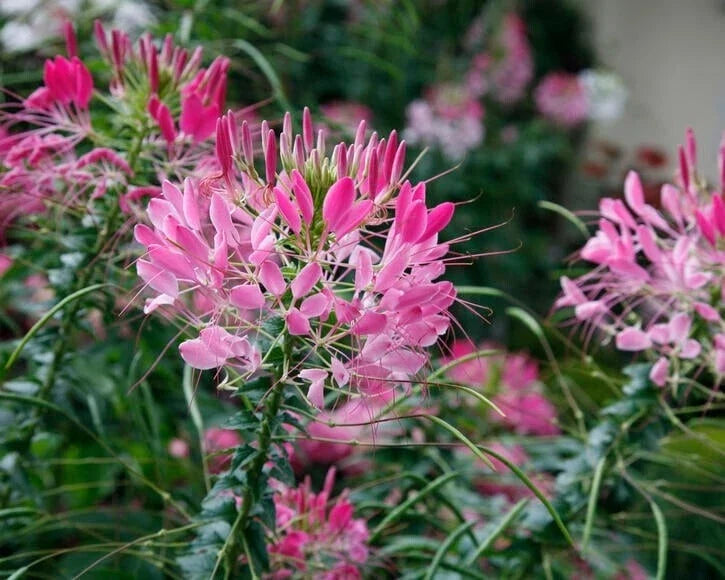 Rouge Spider Seeds Pack of 100 | Clome Spinosa Perennial Flower | Attracts Bees & Pollinators | Easy to Grow Garden Seeds
