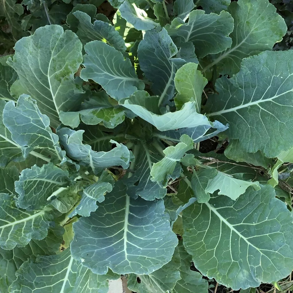 Morris Heading Collard Seeds 300+ Non-GMO Vegetable Garden Greens Brassica oleracea