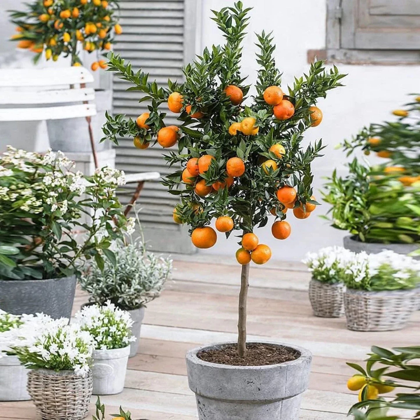 Valencia Orange Tree - 10-14" Live Citrus Plant in 10" Pot - Citrus sinensis