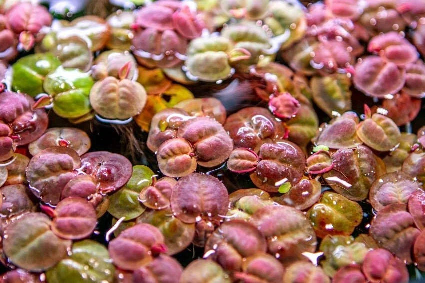 Red Root Floater Aquatic Plant - 7 Stems Large Portion Phyllanthus Fluitans