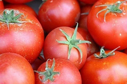 Tomato Seeds - Bonny Best Scarlet - Medium Red Slicer - 5000 Seeds - Heirloom, Canning & Fresh Use - Solanum lycopersicum
