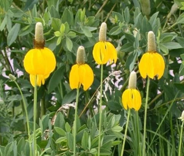 Long Headed Coneflower Seeds 100 Pack - Easy to Grow Rudbeckia laciniata for Gardens