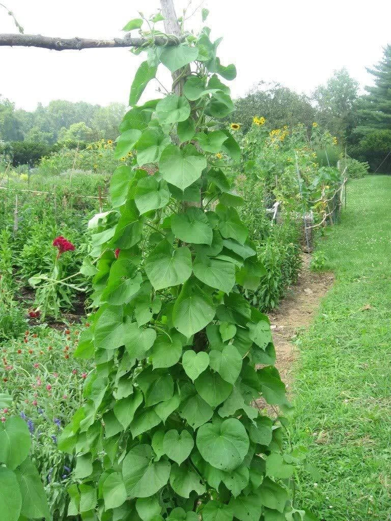 Kentucky Pole Bean Seeds – Non-GMO Heirloom Phaseolus vulgaris, Climbing Vegetable Seeds for Garden Planting