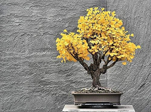 Bonsai Ginkgo Biloba Tree Seeds - 5 Pack Edible Fan-Shaped Leaves for Memory Enhancement - Ginkgo biloba