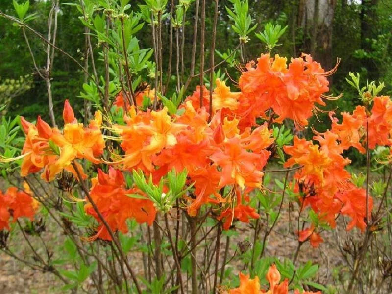 Aromi Azalea Starter Plant - Frontier Gold Rhododendron Deciduous Small Plant for Garden, Borders, Containers