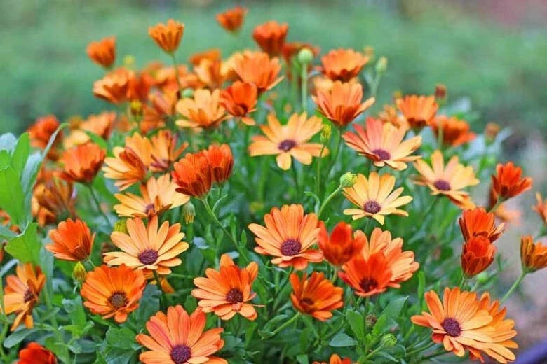 African Daisy Seeds Pack - 200+ Arctotis spp. for Garden Planting, Drought-Tolerant, Butterfly Attracting, USA Grown