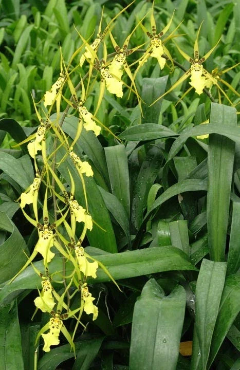 Orchid Plant 2.5" Pot Brassidium Gilded Urchin 'Ontario' HCC/AOS - Compact Hybrid Orchid for Indoors