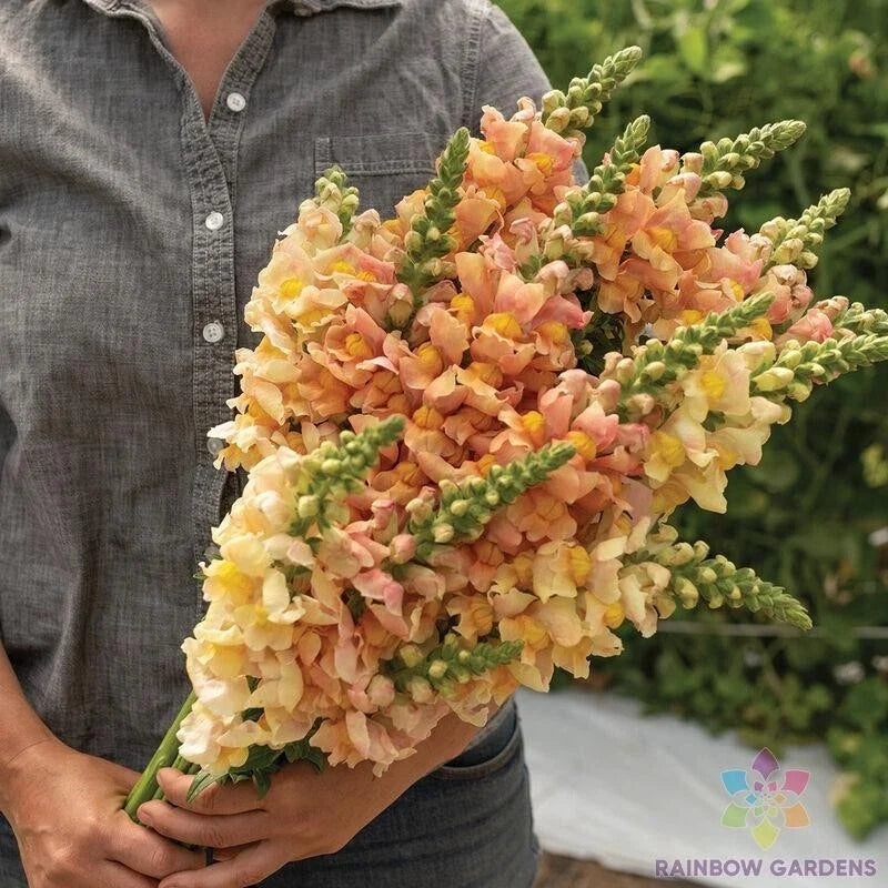 Costa Apricot Snapdragon Seeds - 1000+ Antirrhinum majus Flower Seeds for Garden, Borders, Containers, Full Sun, USA