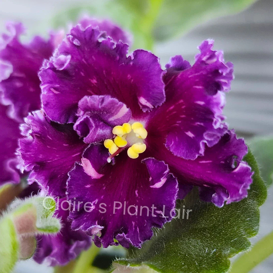 African Violet Leaf - AV-Red Diamond Propagation Leaf, Saintpaulia, Indoor Plant, Red Blooms