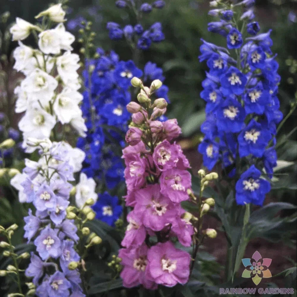 Magic Fountains Mix Delphinium Seeds - 200+ Seeds for Garden, Perennial, Vibrant Flowers, Delphinium spp.