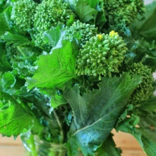 Broccoli Raab Seeds - Early Fall Varietal for Microgreens, Brassica rapa subsp. ruvo, 300-4000 Seeds for Sprouting Garden