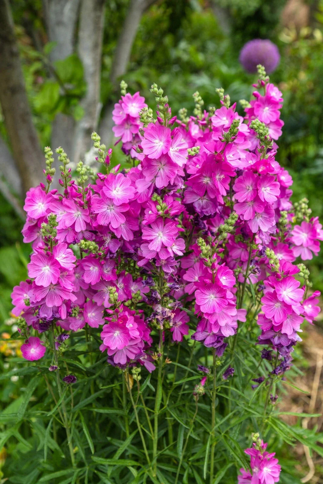 Pink Sidalcea Seeds - Miniature Hollyhock Perennial, Sidalcea malviflora, Easy to Grow, 150 Seeds