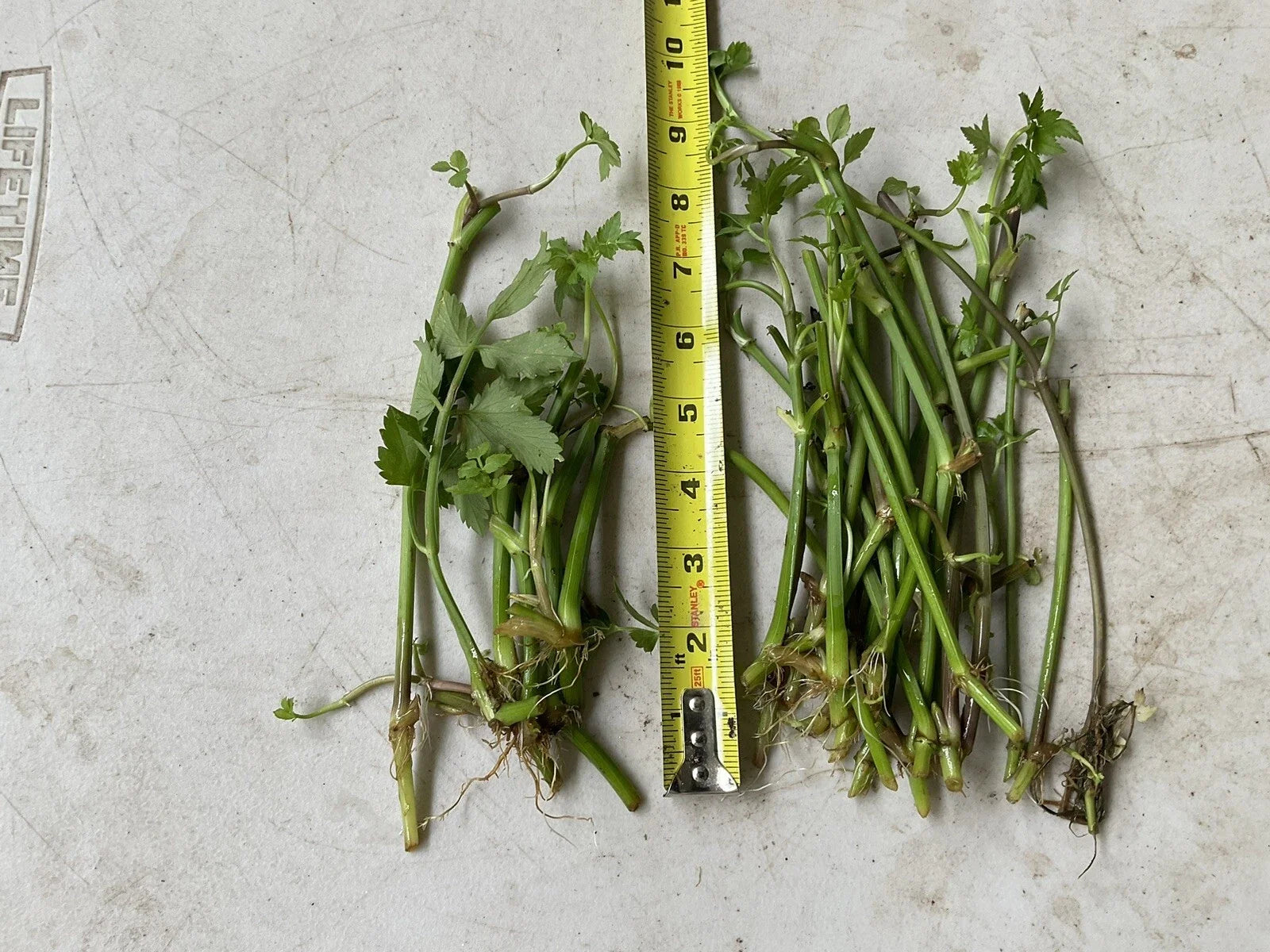 Bare Roots Water Dropwort Minari Oenanthe javanica for Gardening and Culinary Use, 12 Roots