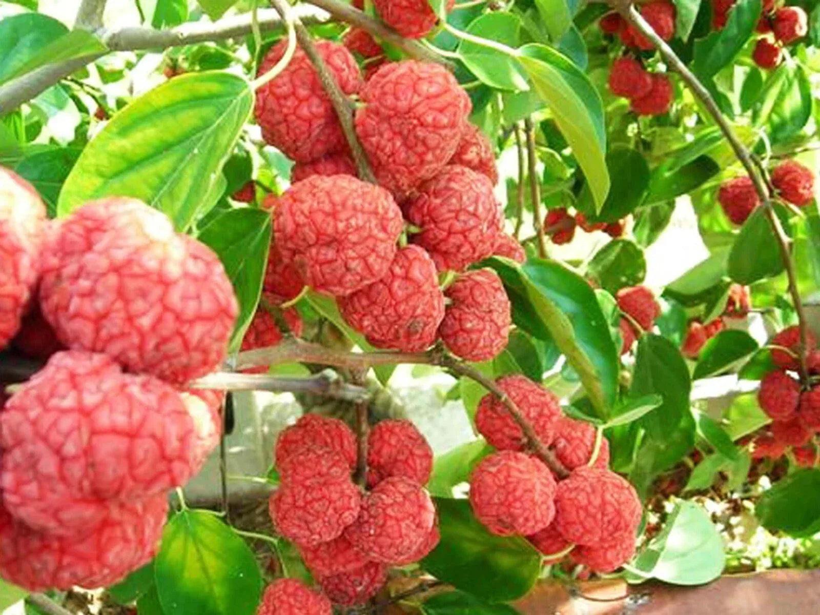 Mandarin Melon Berry Tree Seeds – Organic Superfood Variety – Maclura tricuspidata – Pack of 10 Seeds with Free Shipping