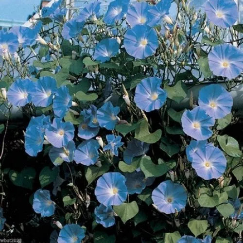 Morning Glory Seeds - 200+ Heavenly Blue Climbing Ipomoea tricolor