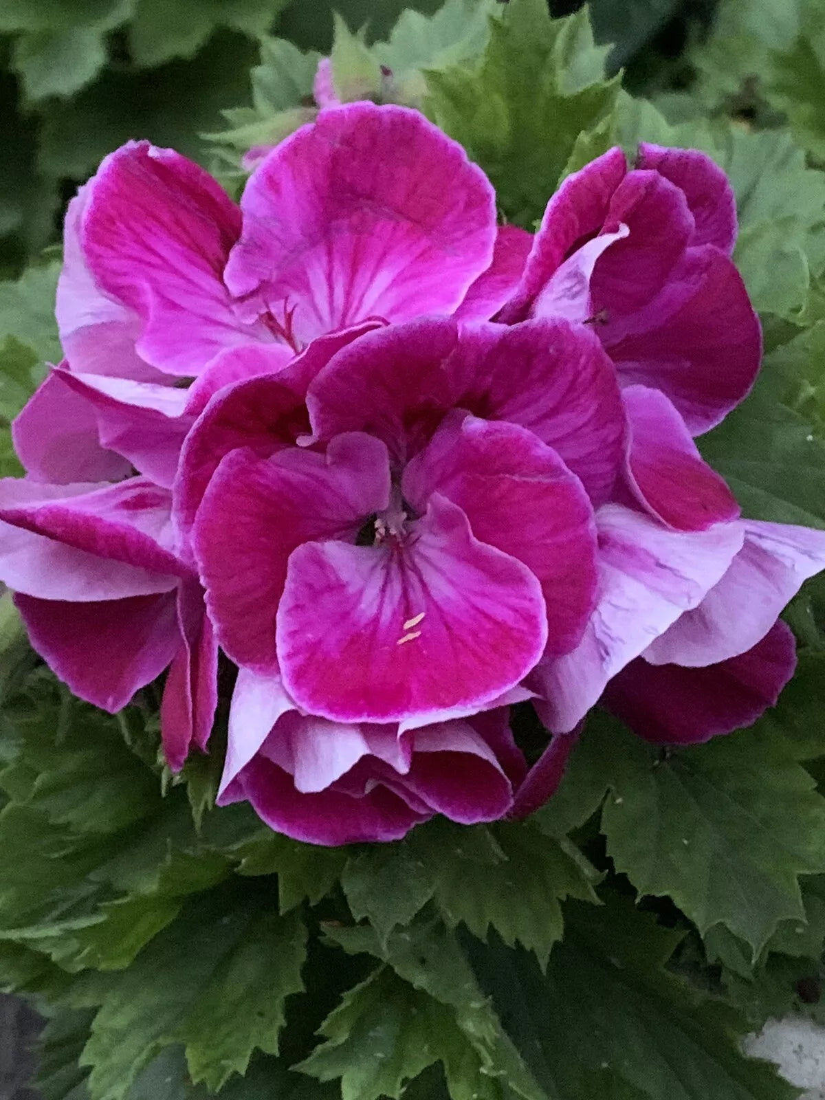 Live Pelargonium Plant in Pot – Rare Purplish Pink Geranium, Indoor/Outdoor Houseplant, 8-Inch Tall