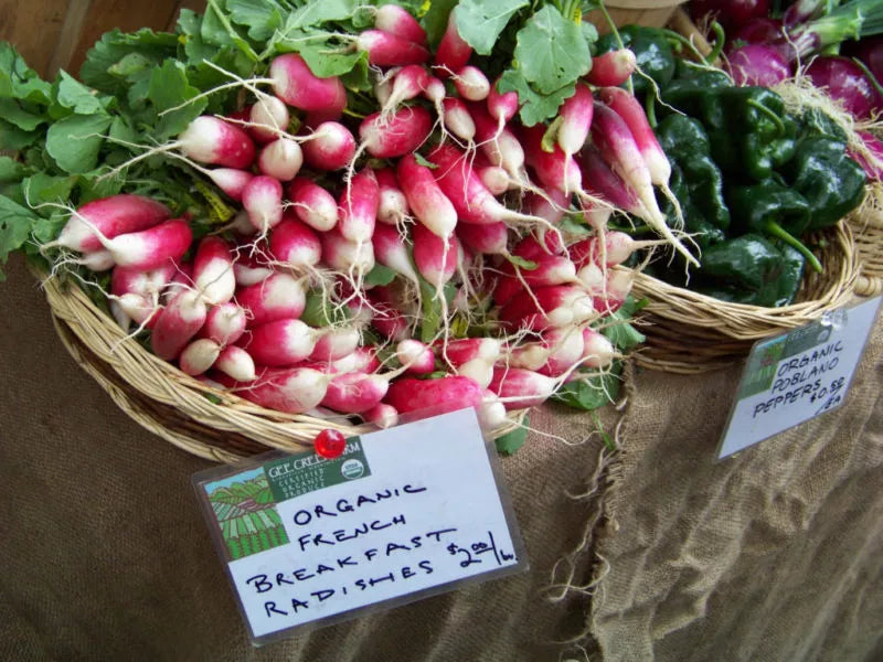 French Breakfast Radish Seeds - 265 Count - Raphanus sativus - GroCo USA