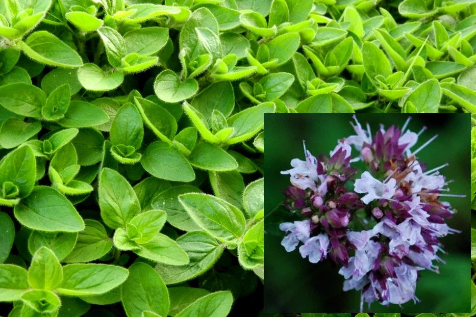 Sweet Marjoram Seeds - Organic Non-GMO, 200+ Seeds, Culinary Herb, Origanum majorana, Indoor & Garden Growing